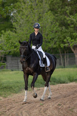 Dressage Equestrian riding black tobiano horse 