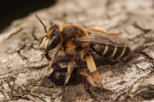 Closeup on a female of the rare Wilke's mining bee, Andrena wilkella, a specialist on clover