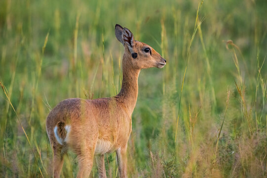 Wild oribi antelope standing alert in natural grassland habitat in Uganda, Africa. Wildlife scene showing African antelope in the wild during daylight.