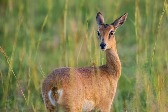 Wild oribi antelope standing alert in natural grassland habitat in Uganda, Africa. Wildlife scene showing African antelope in the wild during daylight.