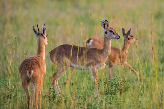 Group of wild oribi antelopes standing in natural grassland in Uganda, Africa. African wildlife scene showing small antelopes in their savanna habitat.