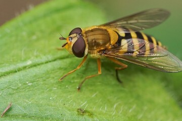 Closeup on a European a Syrphus ribesii hoverfly on a green leaf surface
