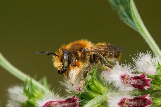 Closeup on a male Willughby's leafcutter bee, Megachile willughbiella on Leonurus cardiaca