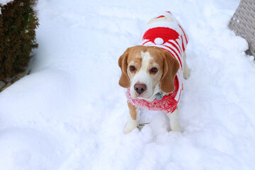 Beagle Dog in Festive Sweater Standing in Snow