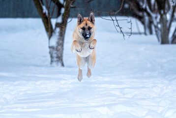 Cute beige dog running in the snow in a winter snowy garden jumping high
