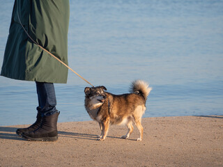 Pies na brzegu morza. © EwaAF