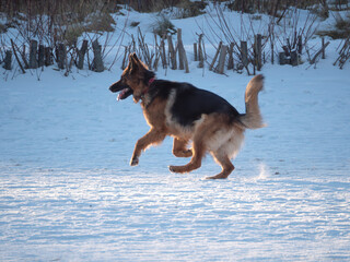 Zabawny pies  © EwaAF