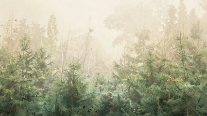 A serene forest landscape with foggy atmosphere, featuring tall coniferous trees amidst a muted color palette.