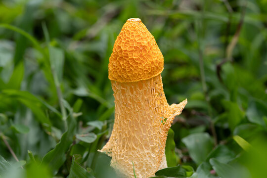 Phallus indusiatus, commonly called the basket stinkhorn, bamboo mushrooms, bamboo pith, long net stinkhorn, crinoline stinkhorn, bridal veil, or veiled lady, is a fungus in the family Phallaceae.
