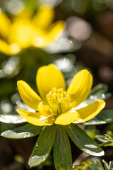 Obraz premium Blossoms of winter aconite (Eranthis hyemalis) in full bloom