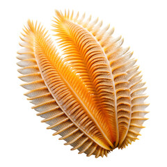Obraz premium Sea pen on white background does not apply, changing to: Sea pen with orange and white feather-like structure isolated on a transparent background
