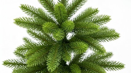 Elegant conical evergreen tree foliage isolated against a stark white backdrop in festive season