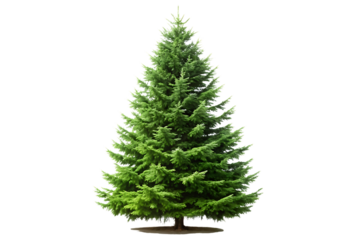 Tall green spruce tree with dense needles on brown stand isolated on a transparent background