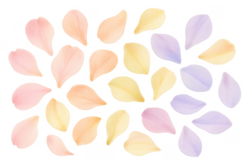 Pastel flower petals floating on transparent background