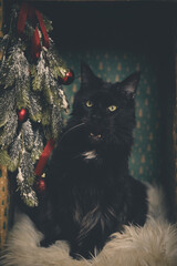Domestic cat felis catus posing in christmas decoration for portrait