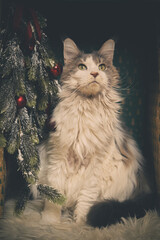 Domestic cat felis catus posing in christmas decoration for portrait