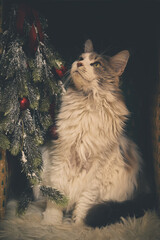 Domestic cat felis catus posing in christmas decoration for portrait
