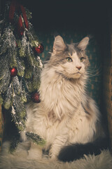 Domestic cat felis catus posing in christmas decoration for portrait