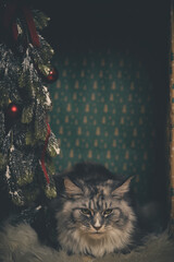 Domestic cat felis catus posing in christmas decoration for portrait