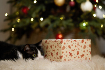 Domestic cat felis catus posing in christmas decoration with gift box