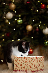 Domestic cat felis catus posing in christmas decoration with gift box