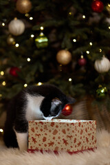 Domestic cat felis catus posing in christmas decoration with gift box