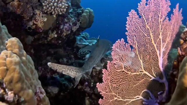 Graceful leopard shark navigating vibrant coral reef, showcasing underwater marine life and ecosystem