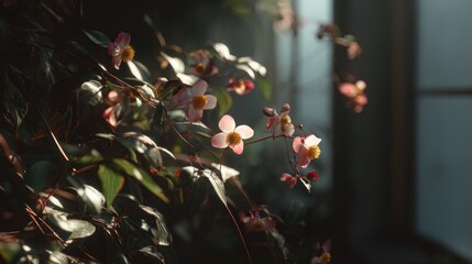Delicate begonia blossoms softly illuminated in a serene indoor setting