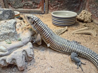 A Sudan Plated Lizard (Gerrhosaurus major) in a captive environment.