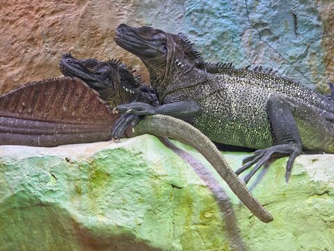 Two sailfin lizards resting together on a pale green, textured rock.
