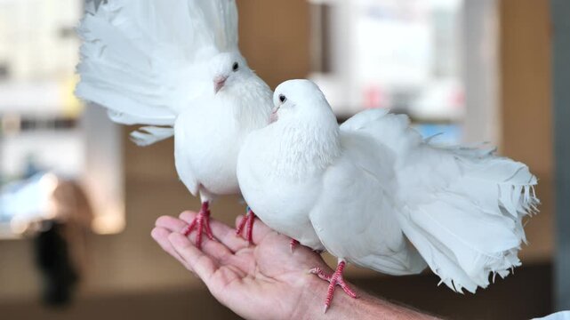 White fantail doves perching on a human hand, symbolizing peace and purity