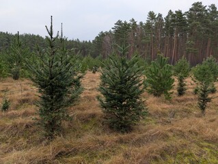 A serene view of young fir trees growing in a forest. The trees have vibrant green needles, set against a backdrop of a dense woodland