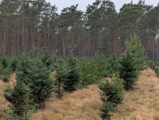 A captivating scene of evergreen trees growing in a forest, evoking feelings of serenity and wonder. The forest environment showcases the beauty of nature's untouched landscapes.