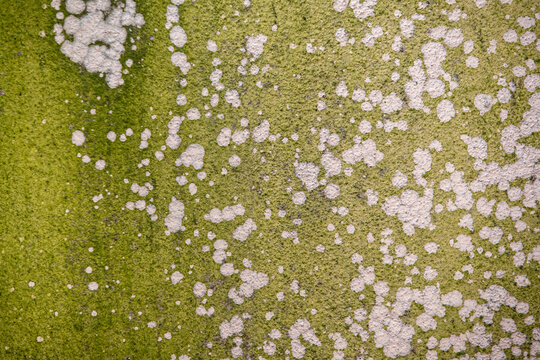 Close up of grungry details and texture on an old algae wall. a white wall with lots of green damp mould and fungus showing through.
