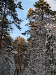 Winter landscape of snow-covered pine trees in the forest against the blue sky 