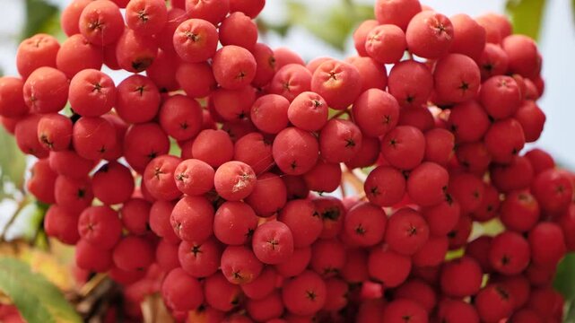 Rowan berries growing on a mountain ash tree in autumn, vibrant red fruit on branch