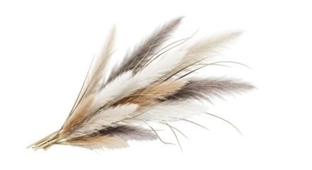 Dried pampas grass plumes arranged in a visually appealing display. The image captures the delicate texture and natural beauty of the plants, isolated on transparent background