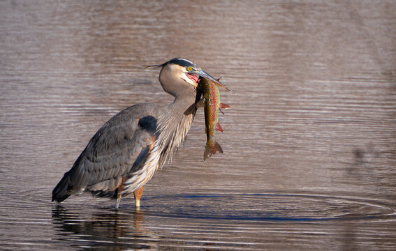 Blue Heron Eating Fish