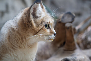 Sand Cat © Lucas