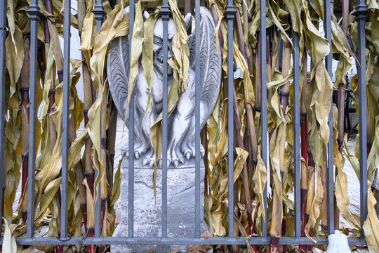 Dried corn stalks on a wrought iron fence with a decorative plastic cement gargoyle looking out, as a Halloween creepy scary background
