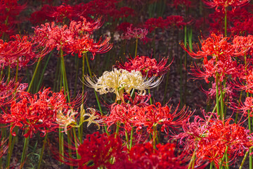 華麗な曼珠沙華3ー22