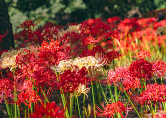 華麗な曼珠沙華3ー20