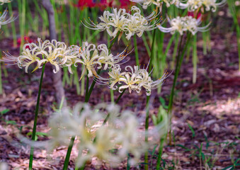 華麗な曼珠沙華3ー19