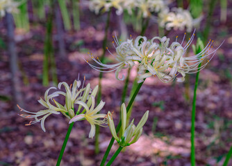 華麗な曼珠沙華3ー18