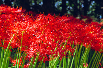 華麗な曼珠沙華3ー9