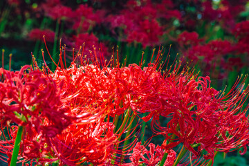 華麗な曼珠沙華3ー7