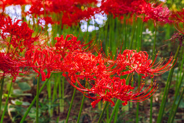 華麗な曼珠沙華3ー5