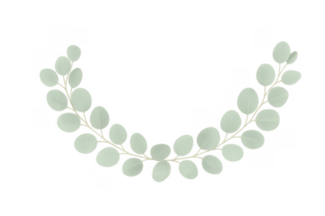 Eucalyptus silver dollar leaves wreath on transparent background