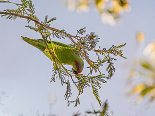 Upside Down Musk Lorikeet (Glossopsitta Concinna)