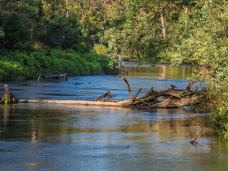 Verdant Banks River Blocked By Tree
